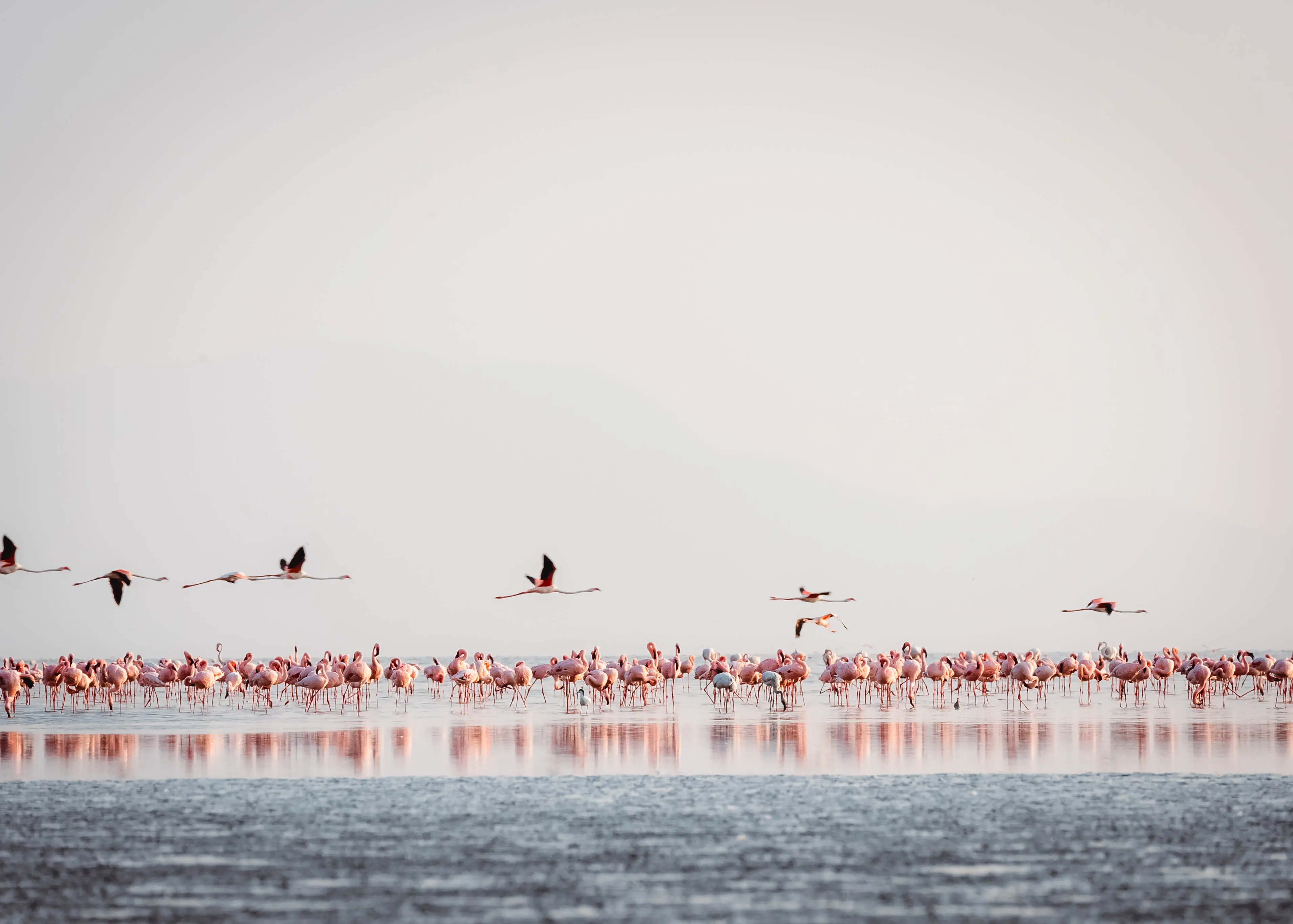 コフラミンゴの営巣地、ナトロン湖。写真：Altezza Travel archive