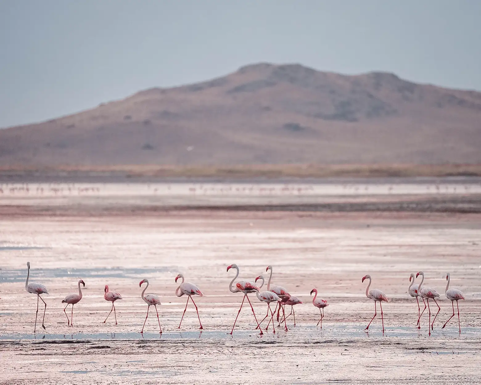ナトロン湖の湖岸にいるフラミンゴ。写真：Altezza Travel archive