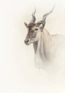 アンテロープのイラスト アンテロープのイラスト