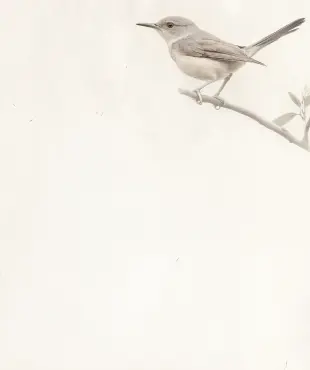 鳥のイラスト 鳥のイラスト