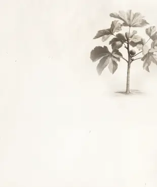 木のイラスト 木のイラスト