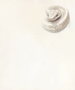 ヘビのイラスト ヘビのイラスト
