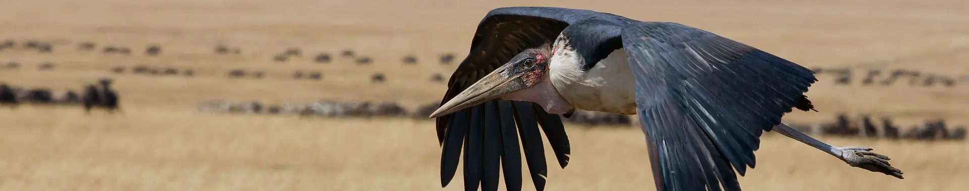 アフリカハゲコウ