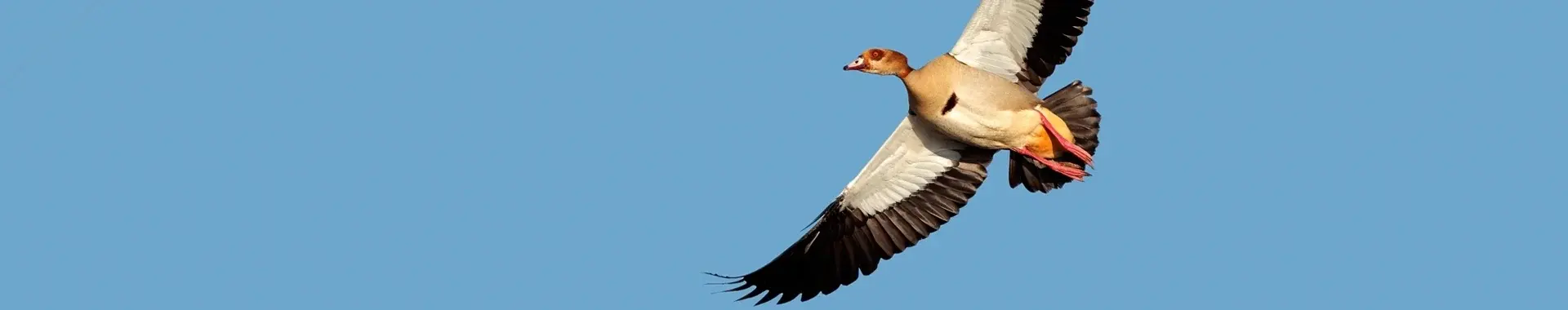 アフリカのエジプトガン