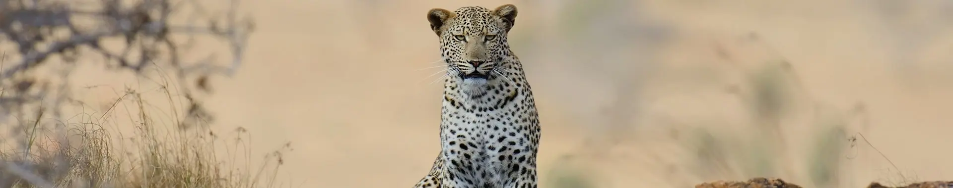 アフリカのヒョウ