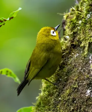 野鳥観察