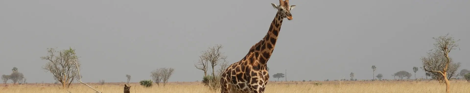アフリカのキリン