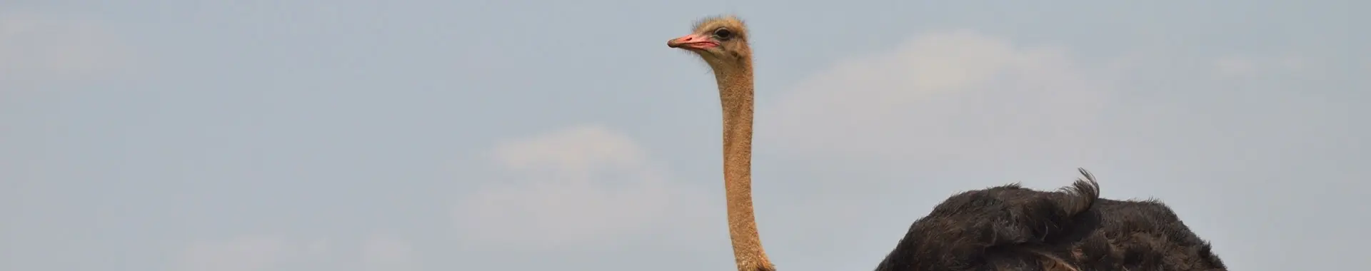 アフリカのダチョウ