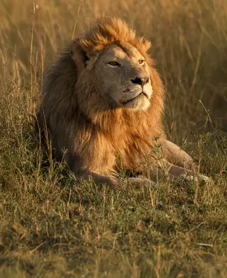 サファリ