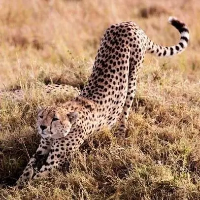 チーター