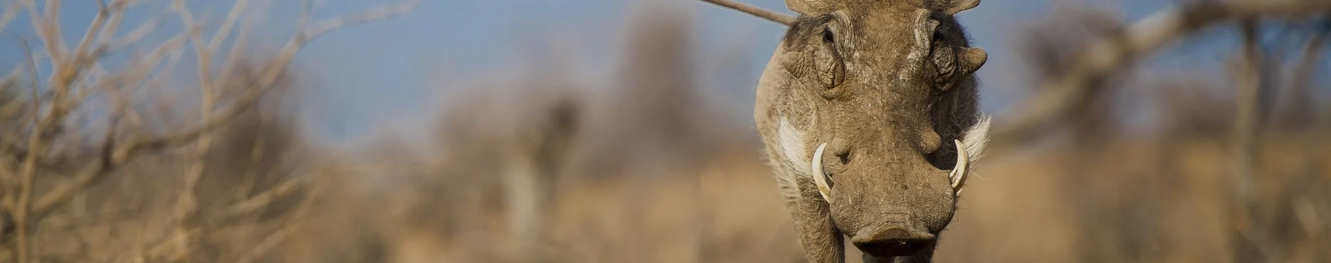 アフリカのイボイノシシ