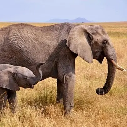 ゾウ