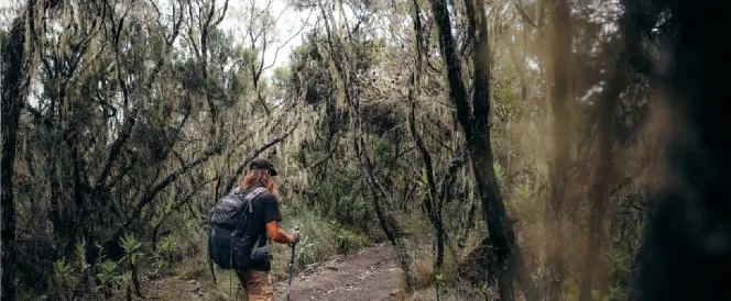 ロンガイルート - 7日目 - Descent from Horombo Camp to Marangu Gate