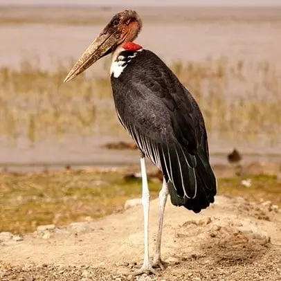 アフリカハゲコウ