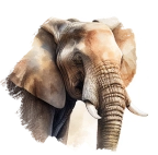 ゾウ