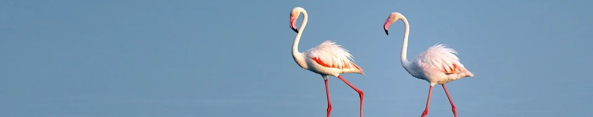 アフリカのフラミンゴ