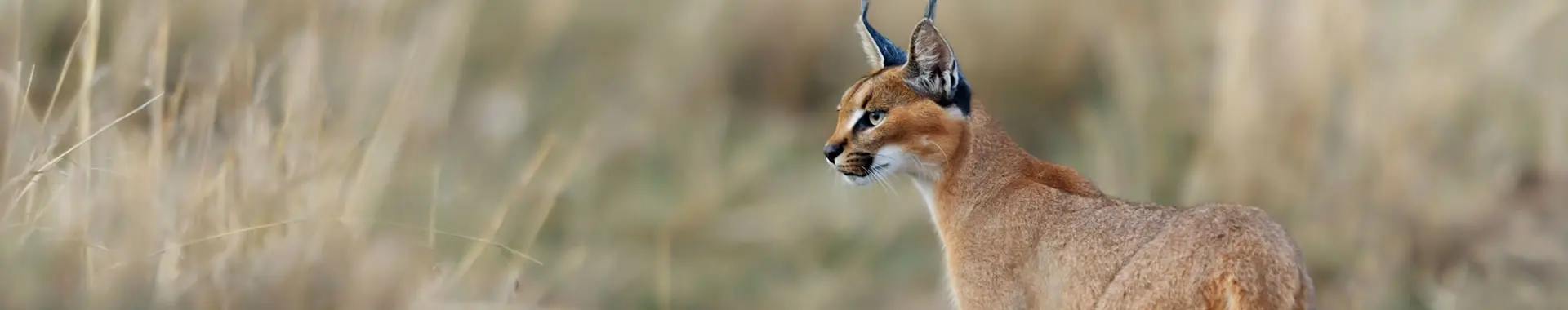 アフリカのカラカル
