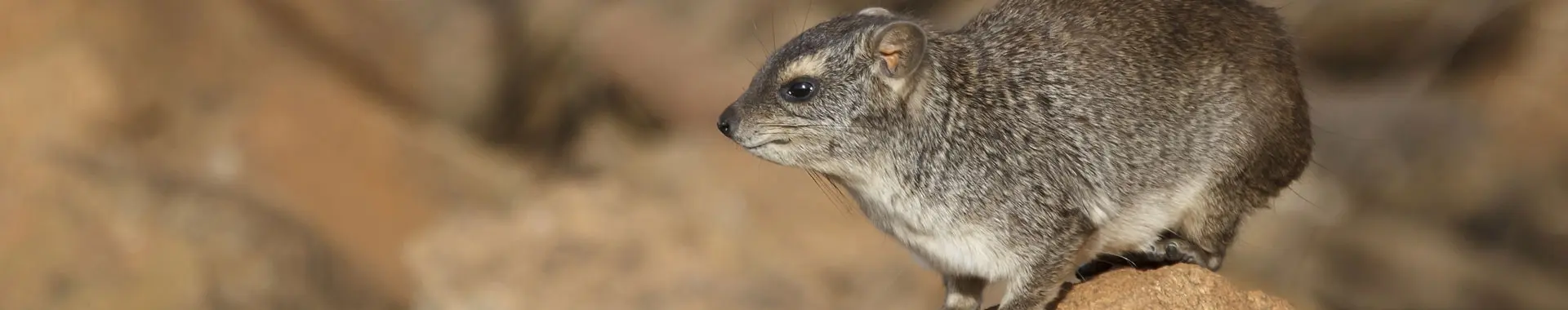 アフリカのハイラックス