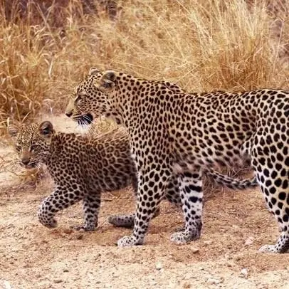 ヒョウ