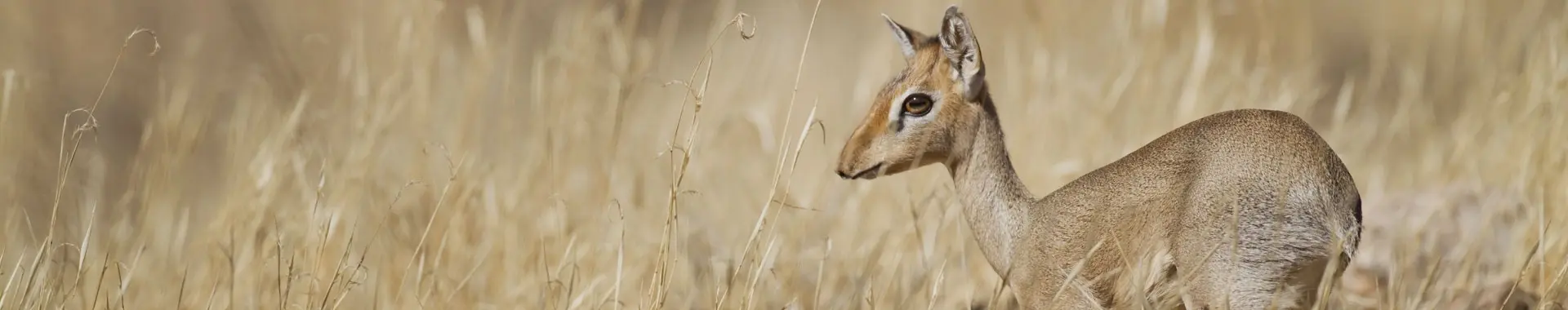 アフリカのディクディク