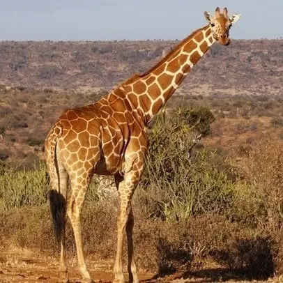 キリン