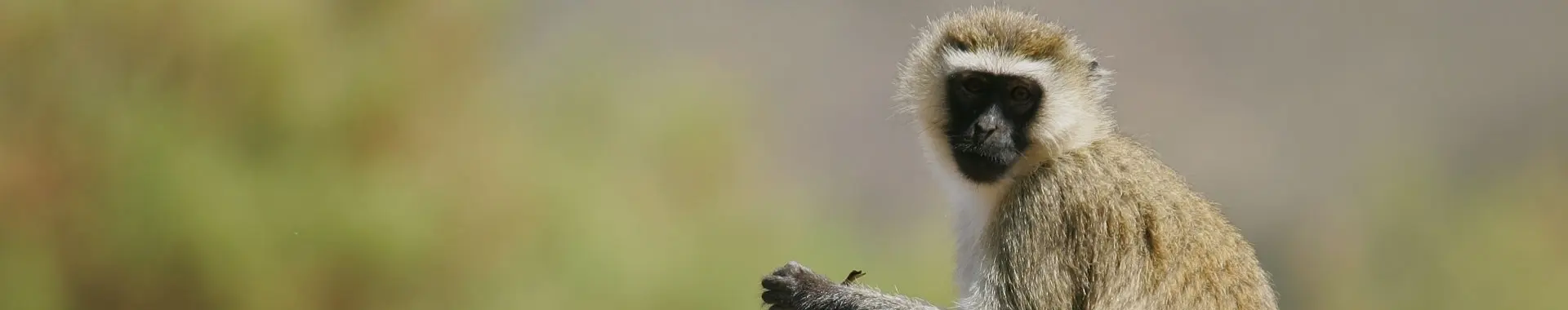 アフリカのベルベットモンキー