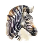 シマウマ